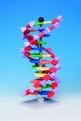 [6261344] miniDNA molecule model kit advanced, 22 layer